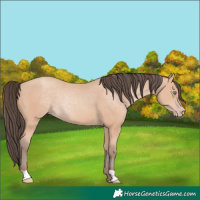 Horse Color:Amber Champagne 