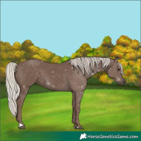 Horse Color:Silver Black 