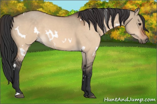 Horse Color:White Spotted Bay Dun 