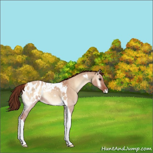 Horse Color:Bay Roan Onyx Tobiano Appaloosa 