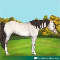 Horse Color:Bay Roan Onyx 