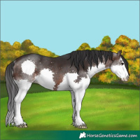 Horse Color:White Spotted Brown Splash 