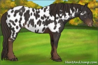Horse Color:Liver Chestnut Sabino Appaloosa 