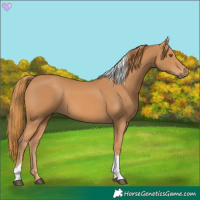 Horse Color:Chestnut Tobiano