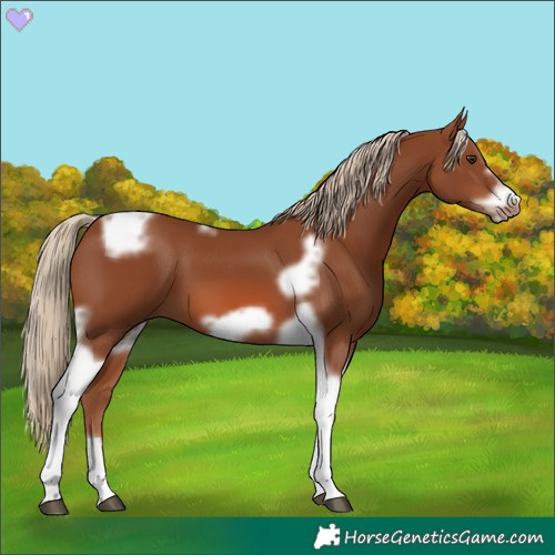 Horse Color:Chestnut Tobiano Frame