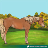Horse Color:Chestnut 