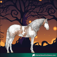 Horse Color:White Spotted Silver Brown Splash Appaloosa 