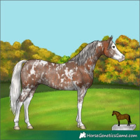 Horse Color:White Spotted Silver Brown Splash Rabicano  and White Spotted Silver Black Splash Rabicano 
