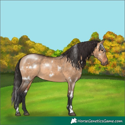 Horse Color:White Spotted Bay Dun Rabicano 