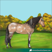 Horse Color:White Spotted Bay Dun Rabicano
