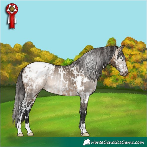 Horse Color:White Spotted Amber Champagne Dun Splash Tobiano Rabicano  and Gray White Spotted Brown Dun Blanket 