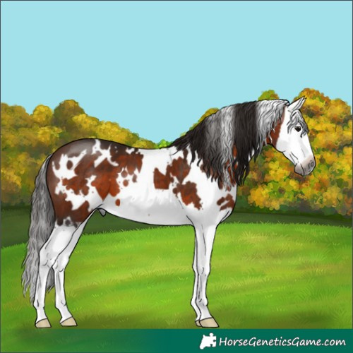 Horse Color:Gray White Spotted Bay Splash