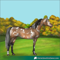 Horse Color:Gray White Spotted Bay Dun Rabicano 