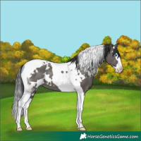 Horse Color:White Spotted Grullo Splash Tobiano 