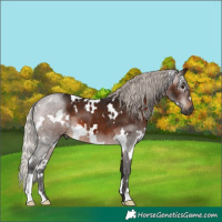 Horse Color:Gray White Spotted Silver Brown