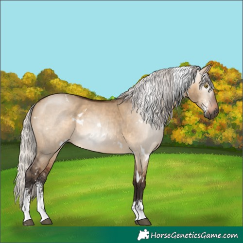 Horse Color:Gray White Spotted Silver Bay Dun Sabino Rabicano