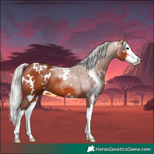 Horse Color:White Spotted Silver Brown Splash Rabicano 
