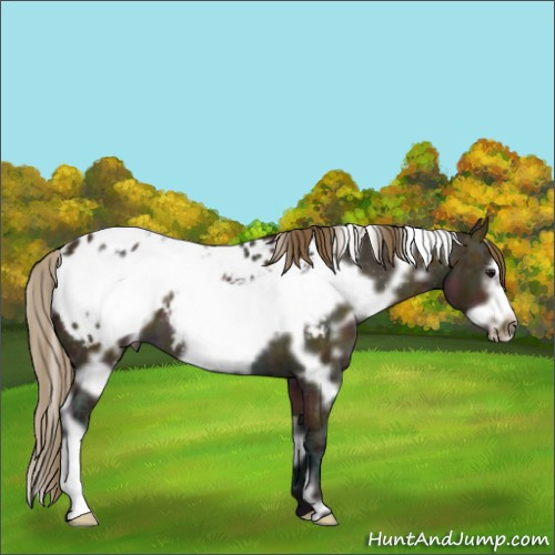 Horse Color:White Spotted Midnight Buckskin Ice Frame Appaloosa 