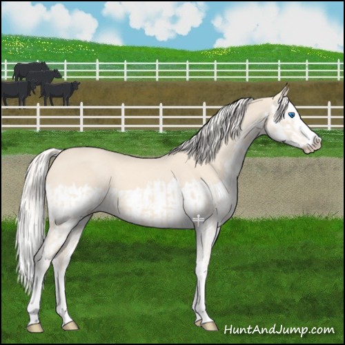 Horse Color:Cremello Splash  and Cremello Splash 