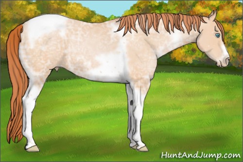 Horse Color:White Spotted Buckskin Ice Pearl Tobiano Frame 
