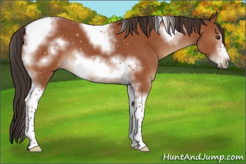 Horse Color:Bay Sabino Tobiano Frame 