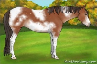 Horse Color:Bay Sabino Tobiano Frame 