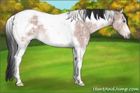 Horse Color:Platinum White Spotted Bay Ice Tobiano Frame 
