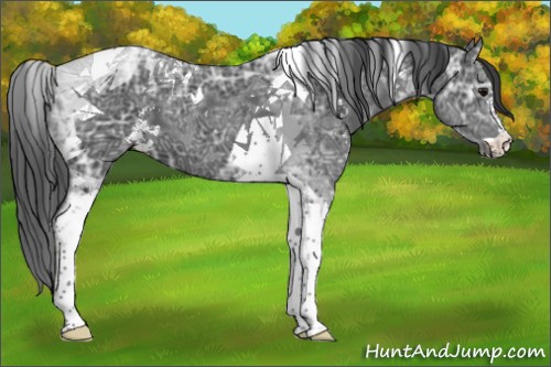 Horse Color:Platinum Black Ice Sabino Tobiano 