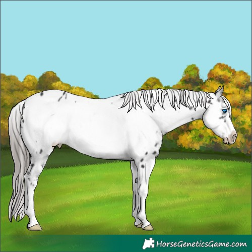 Horse Color:Platinum White Spotted Smoky Black Sabino Frame Appaloosa 
