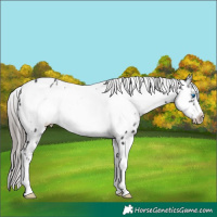 Horse Color:Platinum White Spotted Smoky Black Sabino Frame Appaloosa