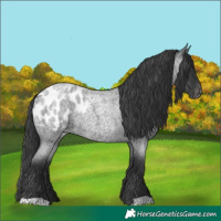 Horse Color:Blue Roan Blanket