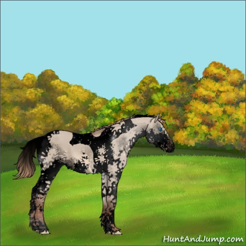 Horse Color:Void Liver Red Dun Splash Tobiano 