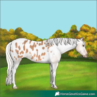 Horse Color:Silver Brown Dun Tobiano Appaloosa 