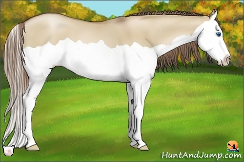 Horse Color:Grullo Pearl Splash 