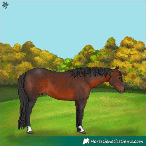 Horse Color:Brown 