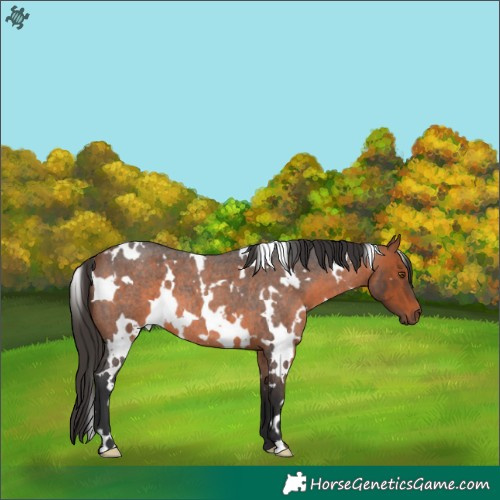 Horse Color:White Spotted Bay Roan 