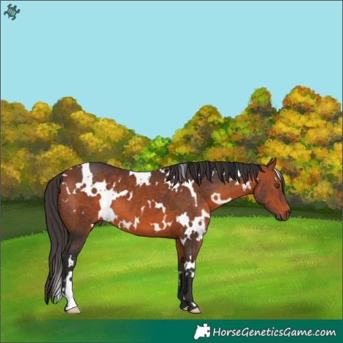 Horse Color:White Spotted Bay 