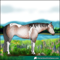 Horse Color:Gray Bay Tobiano