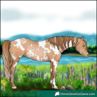Horse Color:White Spotted Brown Pearl Rabicano 
