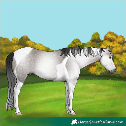 Horse Color:Gray Grullo Tobiano