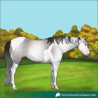 Horse Color:Gray Grullo Tobiano 