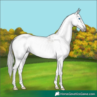 Horse Color:Gray Classic Champagne Splash Tobiano Rabicano 