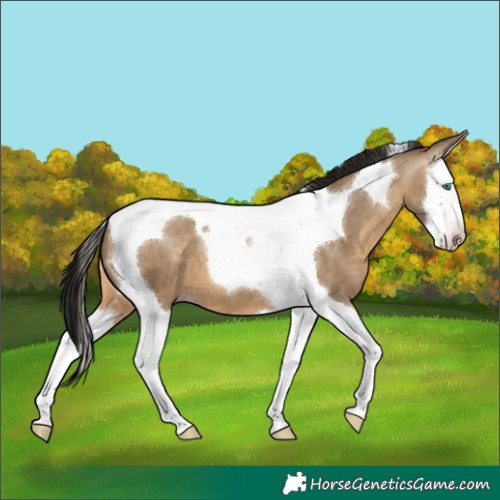 Horse Color:Gray Amber Champagne Dun Splash Tobiano 