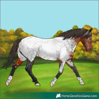 Horse Color:Gray Bay Near Fewspot Rabicano 