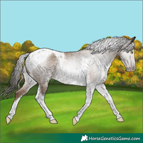 Horse Color:Gray Classic Champagne Tobiano Appaloosa Rabicano 