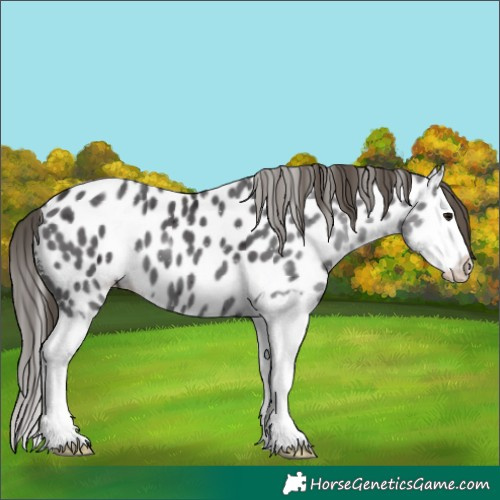 Horse Color:Smoky Black Splash Near Leopard