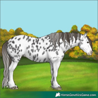 Horse Color:Smoky Black Splash Near Leopard