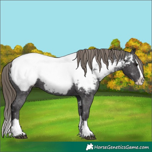 Horse Color:Smoky Black Splash Near Fewspot