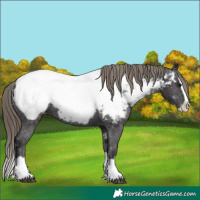 Horse Color:Smoky Black Splash Near Fewspot
