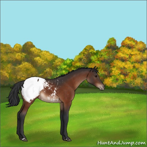Horse Color:Bay Appaloosa 